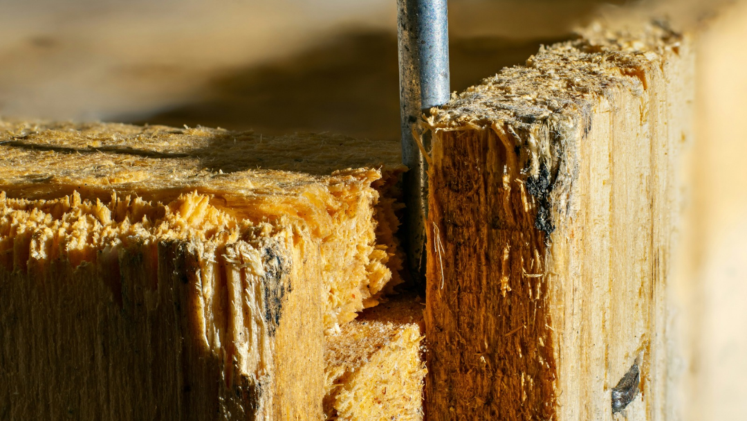 Termites : les risques et les précautions à prendre